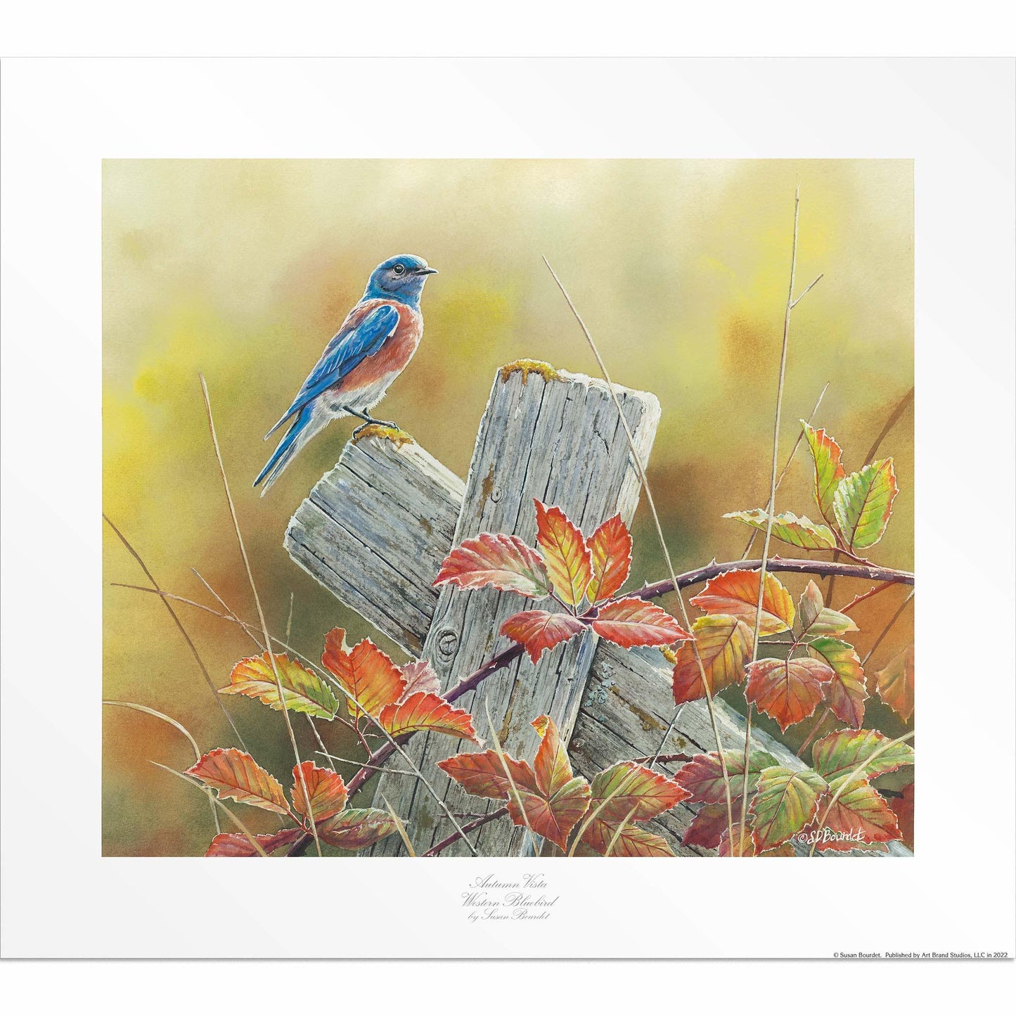 Autumn Vista—Western Bluebird Limited Edition Paper Print - Wild Wings