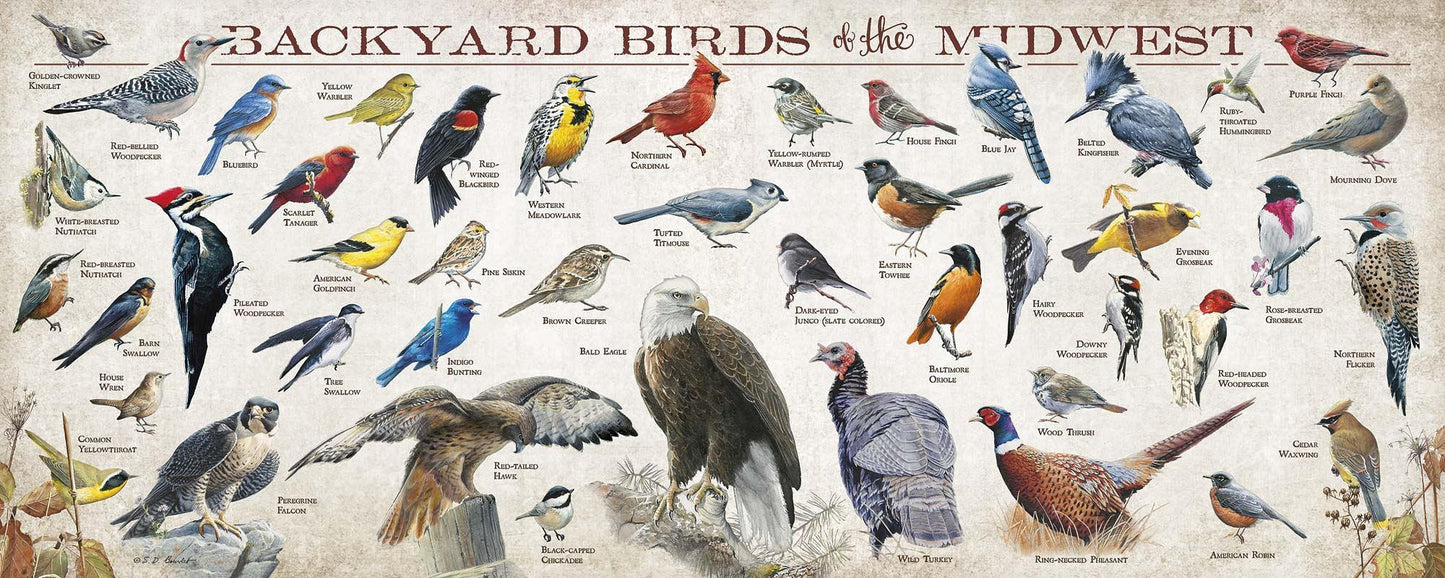 Backyard Birds of the Midwest 12" x 30" Wood Sign - Wild Wings