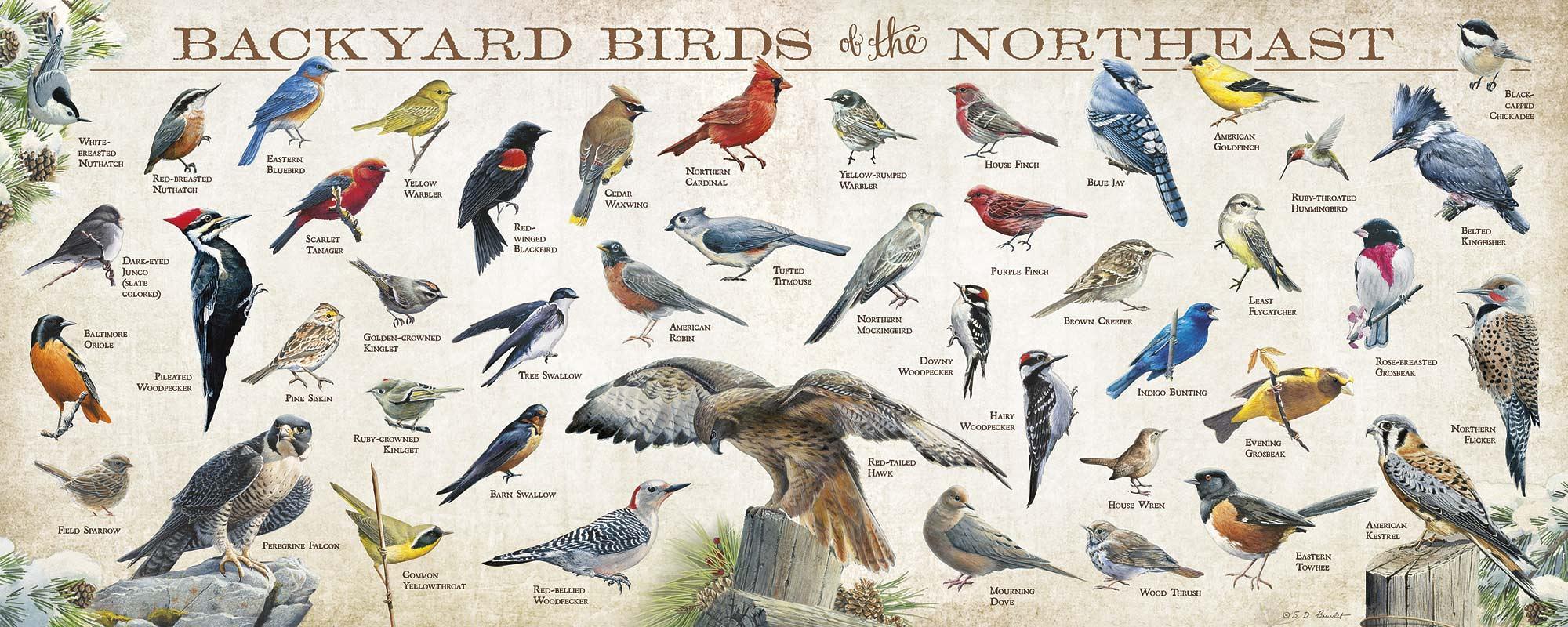 Backyard Birds of the Northeast 12" x 30" Wood Sign - Wild Wings