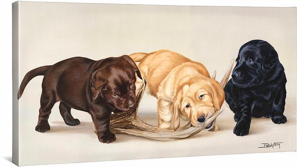 Bad Boys—Labs Gallery Wrapped Canvas - Wild Wings