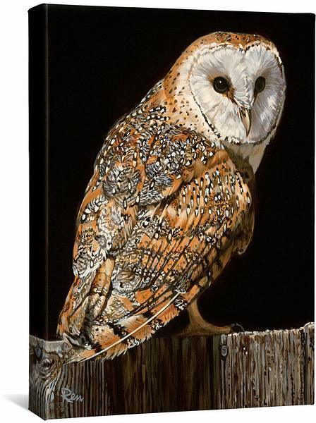 Barn Owl Gallery Wrapped Canvas - Wild Wings