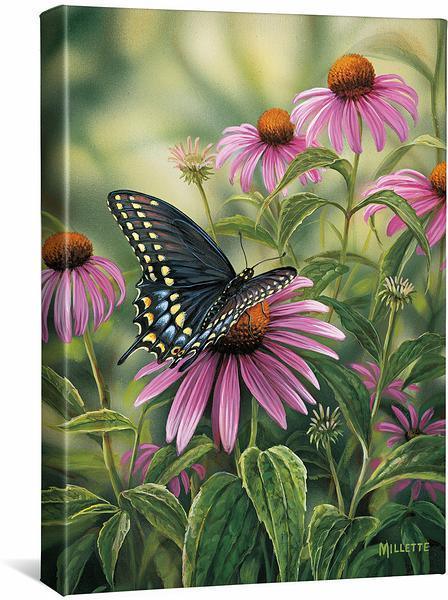 Black Swallowtail Butterfly Gallery Wrapped Canvas - Wild Wings