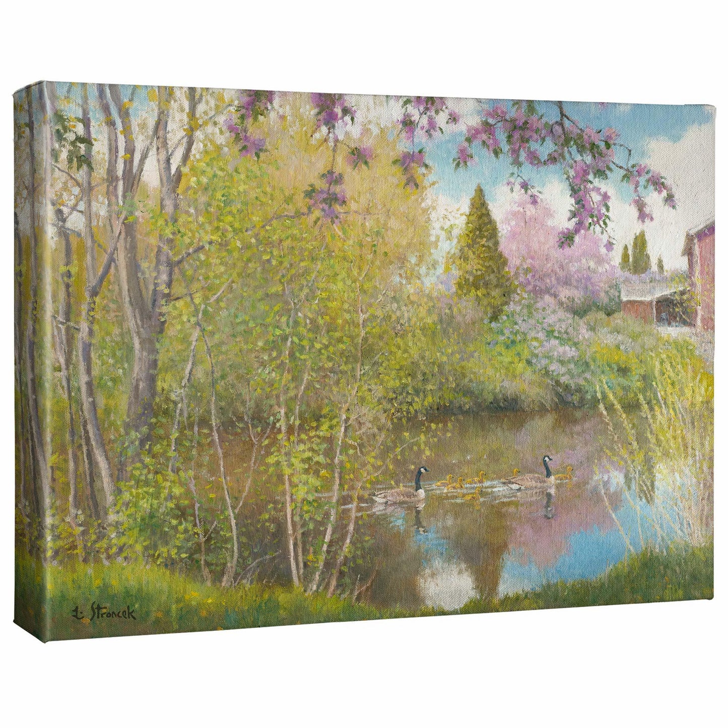 Blossom Time, Sacajawea Park Gallery Wrapped Canvas - Wild Wings
