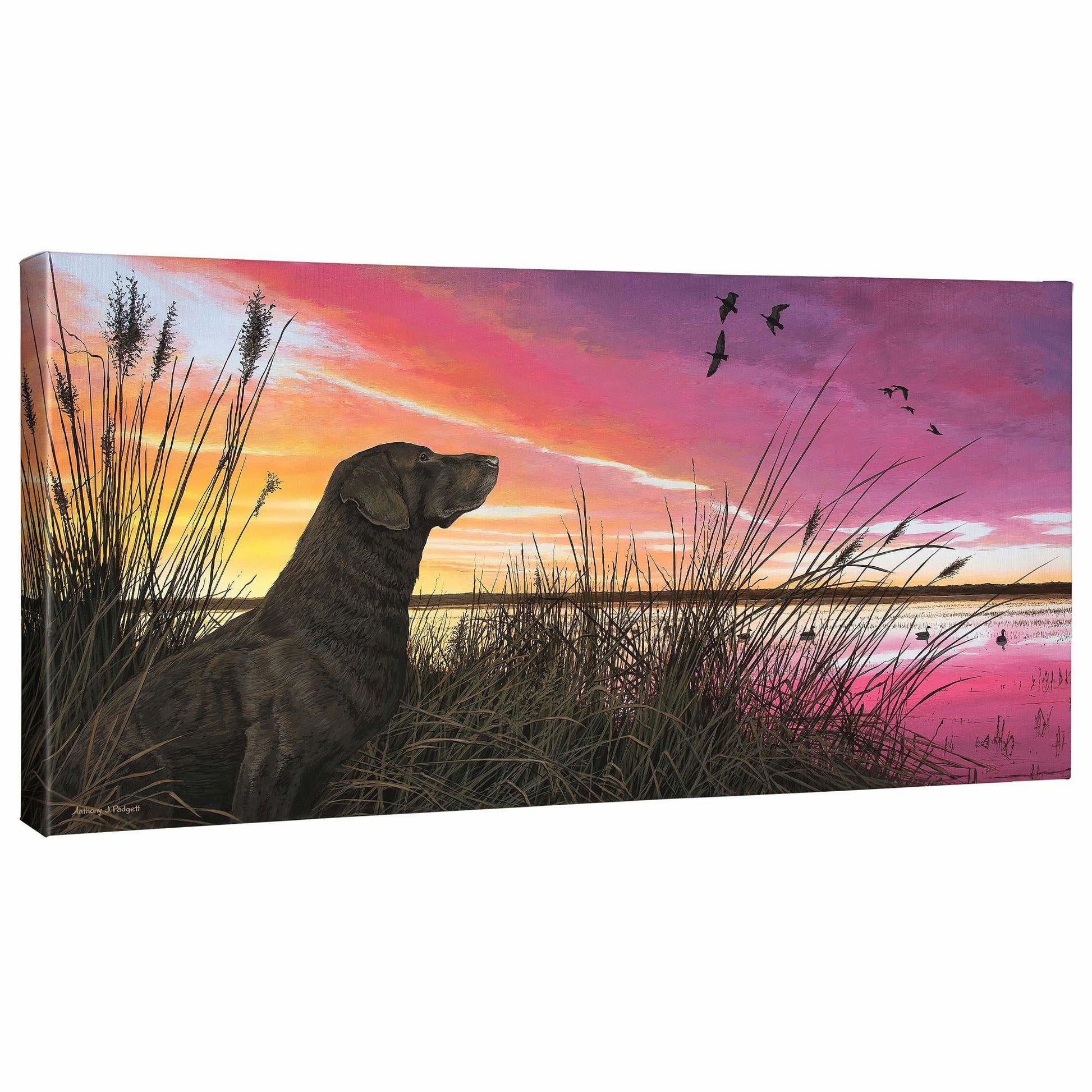 Breaking Cover—Chocolate Lab Gallery Wrapped Canvas - Wild Wings