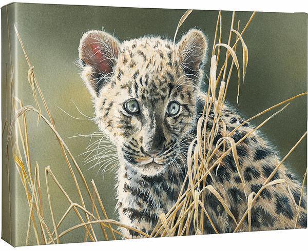 Cat Eyes—Leopard Gallery Wrapped Canvas - Wild Wings