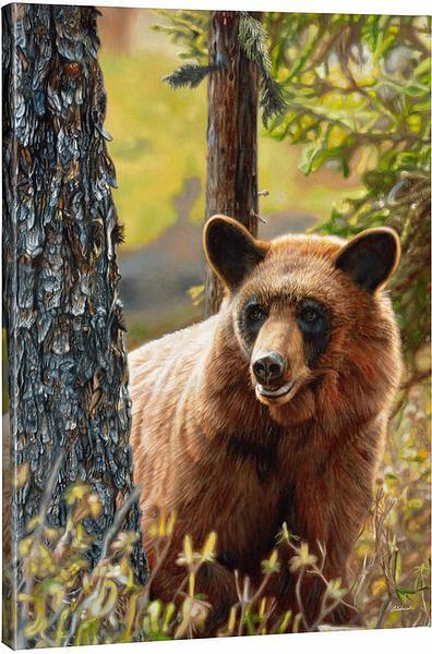 Cinnamon Bear Gallery Wrapped Canvas - Wild Wings