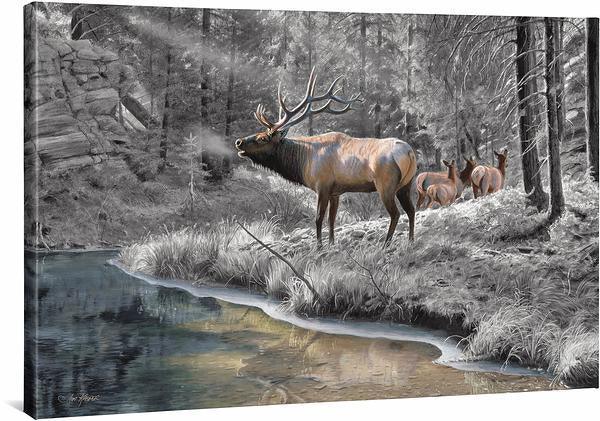 Crossing Bear Canyon—Elk Gallery Wrapped Canvas - Wild Wings
