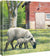 Daily Chores—Sheep Gallery Wrapped Canvas - Wild Wings