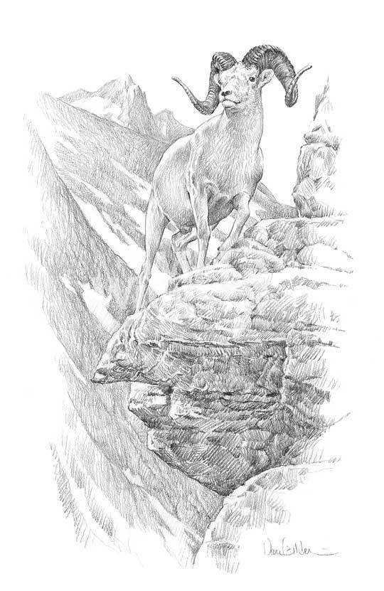 Dall Sheep Original Pencil Drawing - Wild Wings