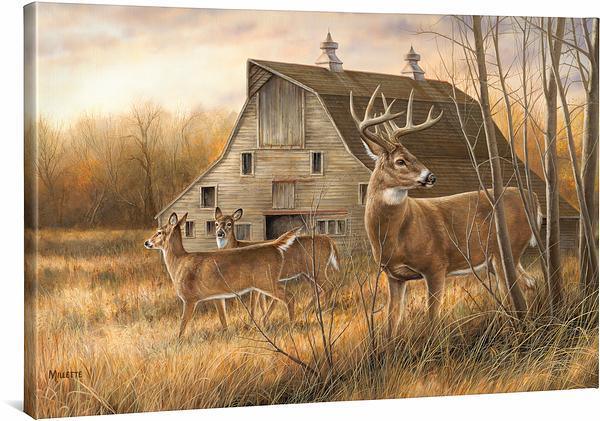 Deserted Farmstead—Whitetail Deer Gallery Wrapped Canvas - Wild Wings