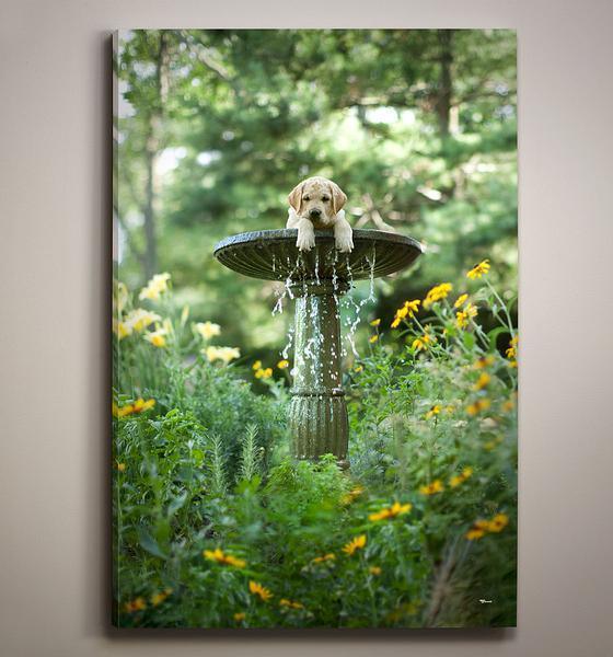 Dewey Monumental Gallery Wrapped Canvas - Wild Wings
