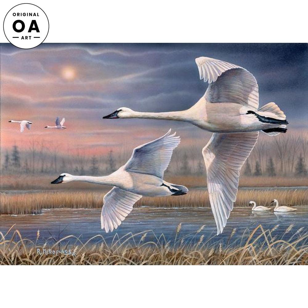 Evening Flight—Trumpeter Swans Original Acrylic Painting - Wild Wings
