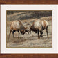 Anything for Love—Elk Limited Edition Paper Print - Wild Wings