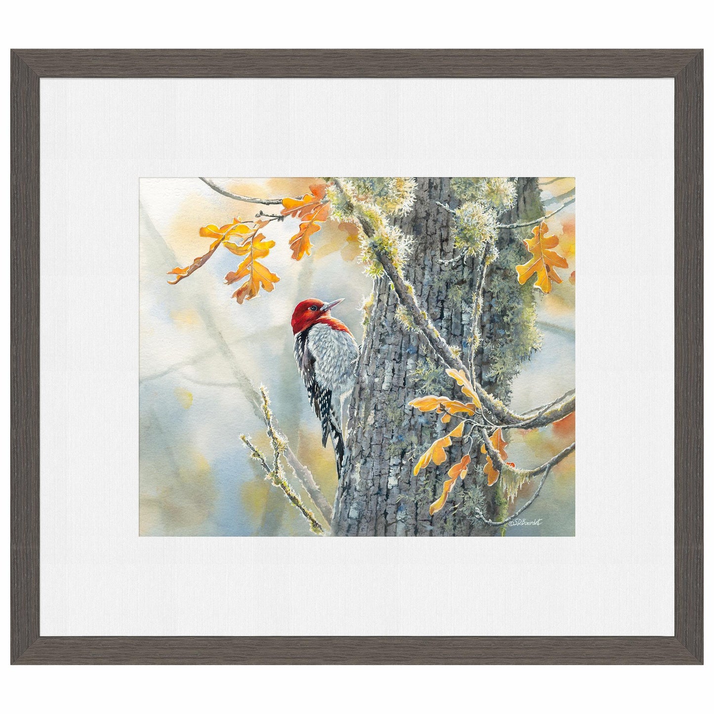 Autumn Sun - Red - Breasted Sapsucker Limited Edition Paper Print - Wild Wings