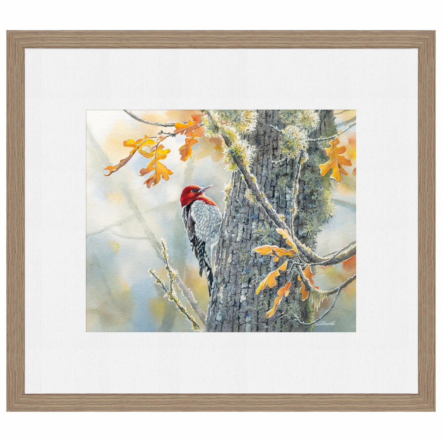 Autumn Sun - Red - Breasted Sapsucker Limited Edition Paper Print - Wild Wings