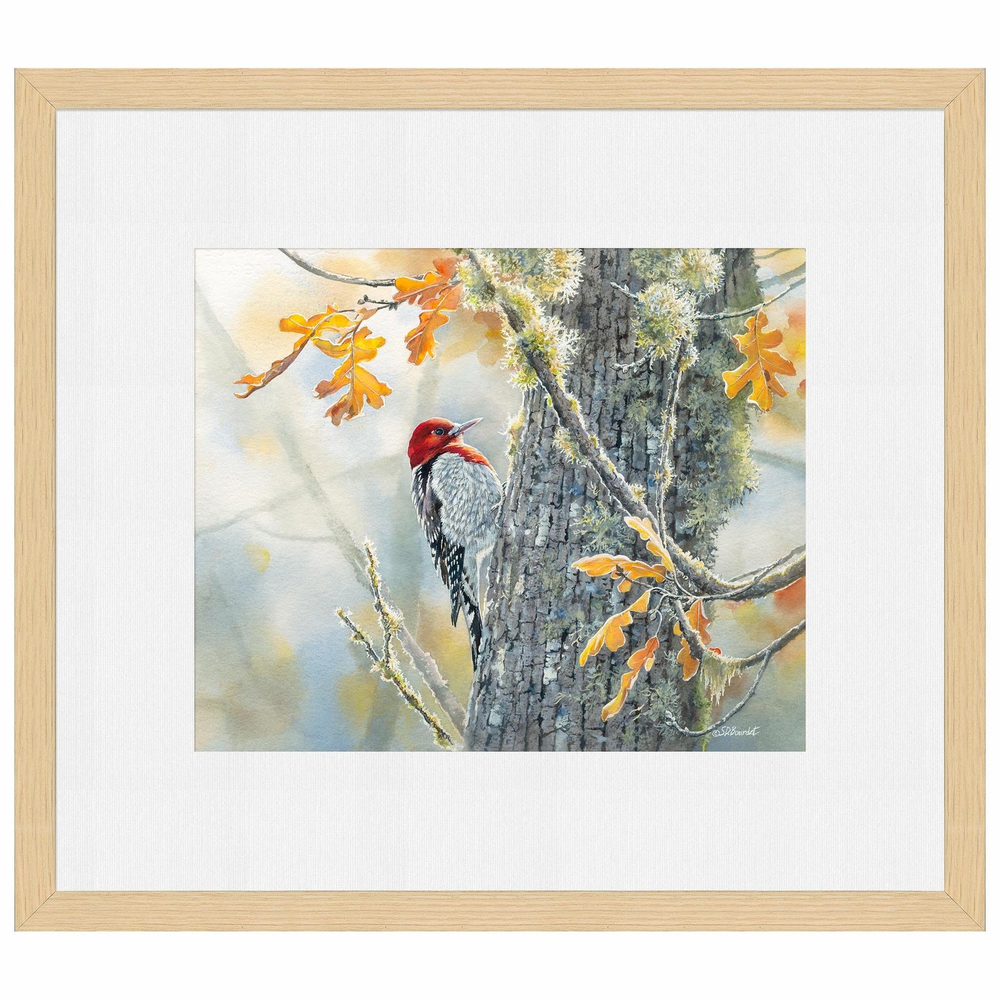 Autumn Sun - Red - Breasted Sapsucker Limited Edition Paper Print - Wild Wings