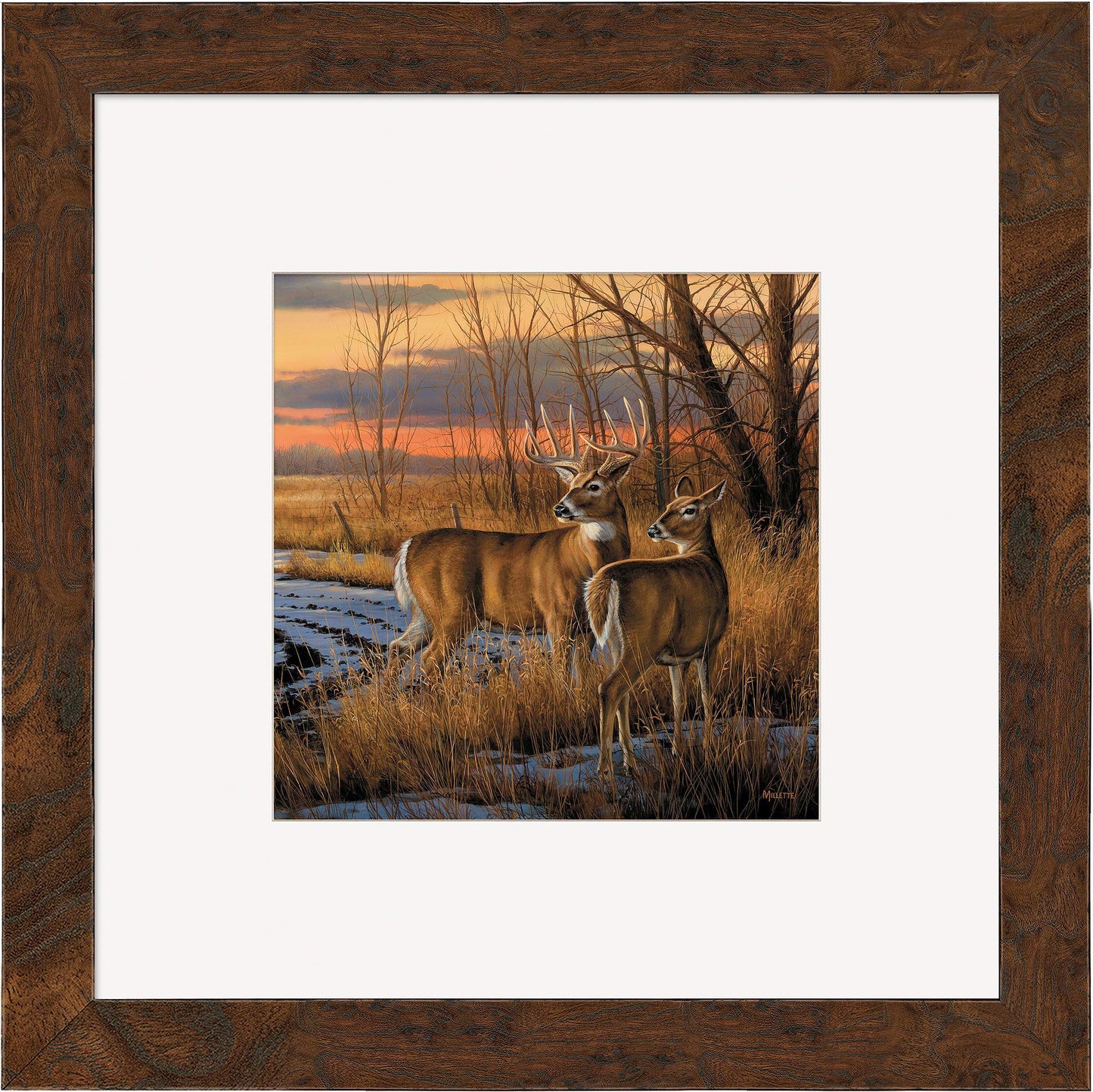 Daybreak—Whitetail Deer Contempo Square - Wild Wings