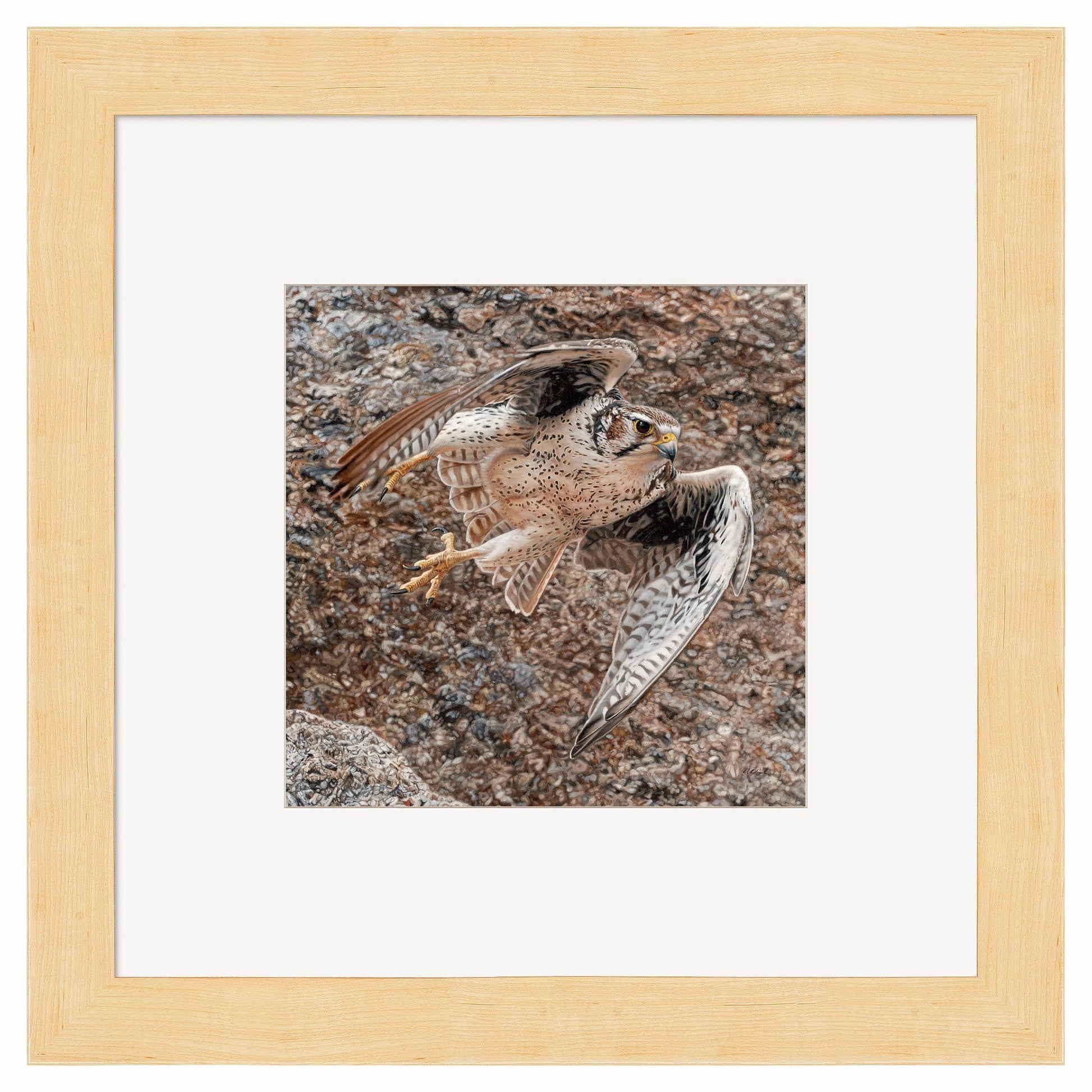 Stealth - Prairie Falcon Contempo Square Art Collection - Wild Wings