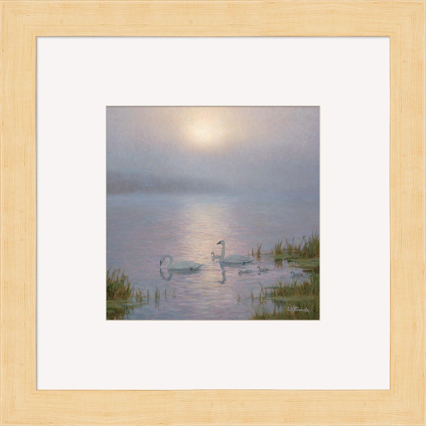 Swan Family and Lifting Fog Contempo Square - Wild Wings
