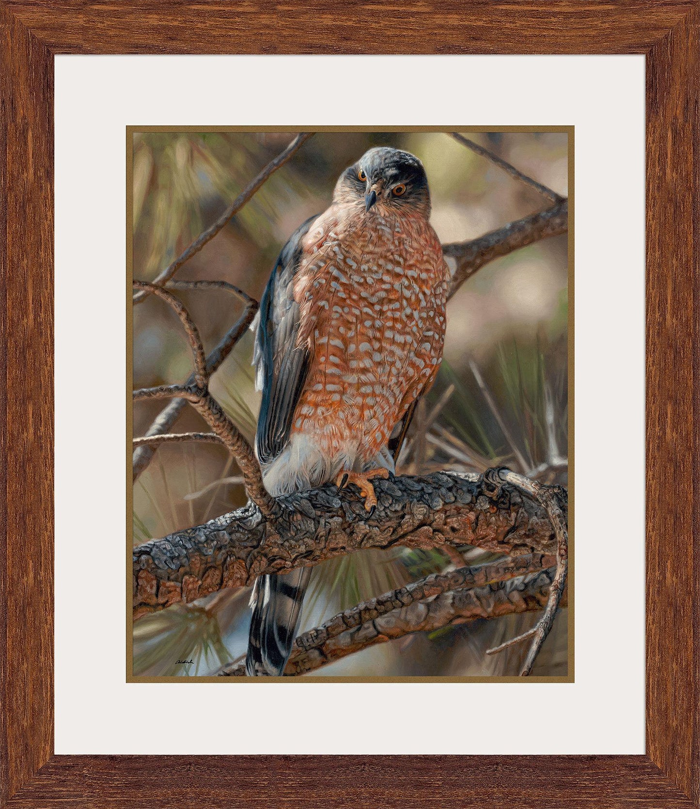 Woodland Sniper-Cooper's Hawk Framed Limited Edition Print - Wild Wings