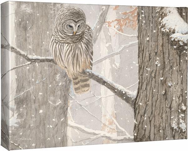 First of December—Barred Owl Gallery Wrapped Canvas - Wild Wings
