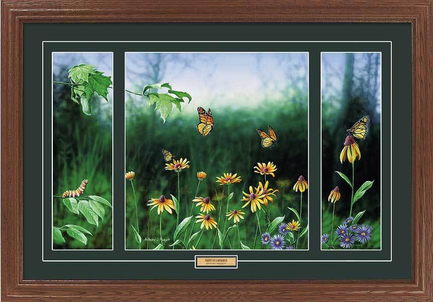 Flight of a Monarch Butterfly Framed Limited Edition Print - Wild Wings