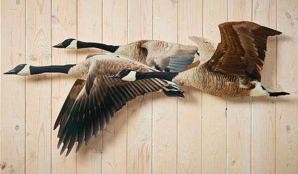 Trio Bird Metal Wall Art - Wild Wings