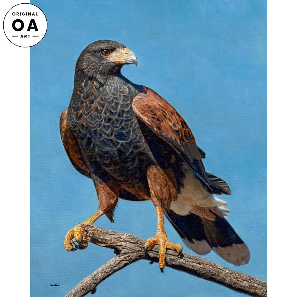 Forward Recon—Harris Hawk Original Oil Painting - Wild Wings