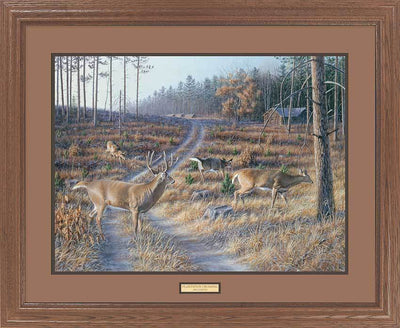 Plantation Crossing—Whitetail Deer Art Collection - Wild Wings