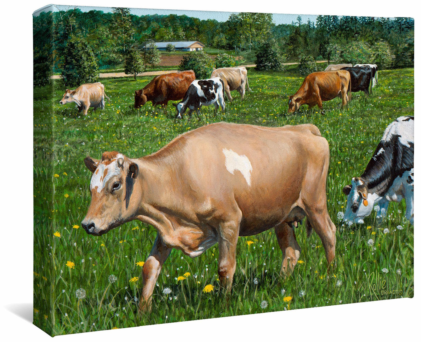 Girls of Summer—Cows Gallery Wrapped Canvas - Wild Wings