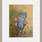 Great Gray Owl Limited Edition Paper Print - Wild Wings