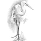 Great White Heron Original Pencil Drawing - Wild Wings