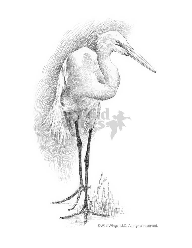 Great White Heron Original Pencil Drawing - Wild Wings