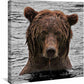 Grizzly Bear Stare Gallery Wrapped Canvas - Wild Wings
