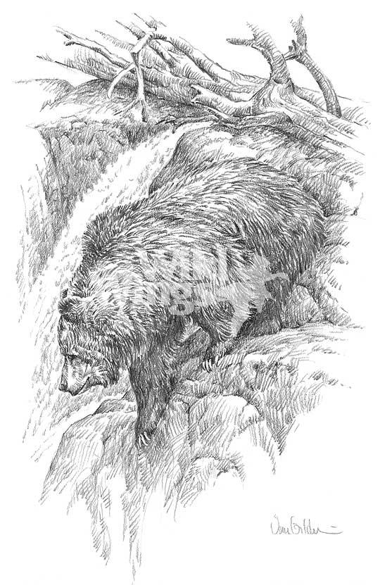 Grizzly Bear Original Pencil Drawing - Wild Wings