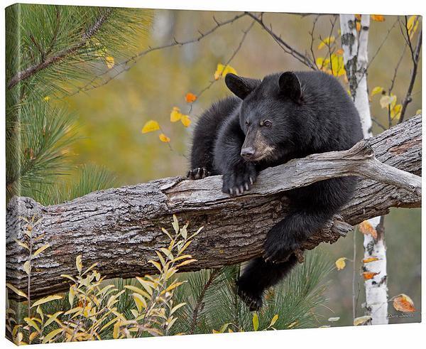 Hanging Out—Black Bear Gallery Wrapped Canvas - Wild Wings