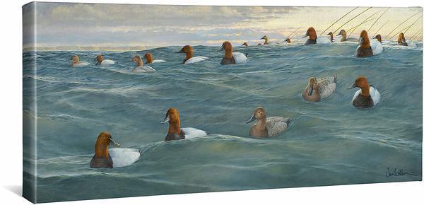 Heading Offshore—Canvasbacks Gallery Wrapped Canvas - Wild Wings