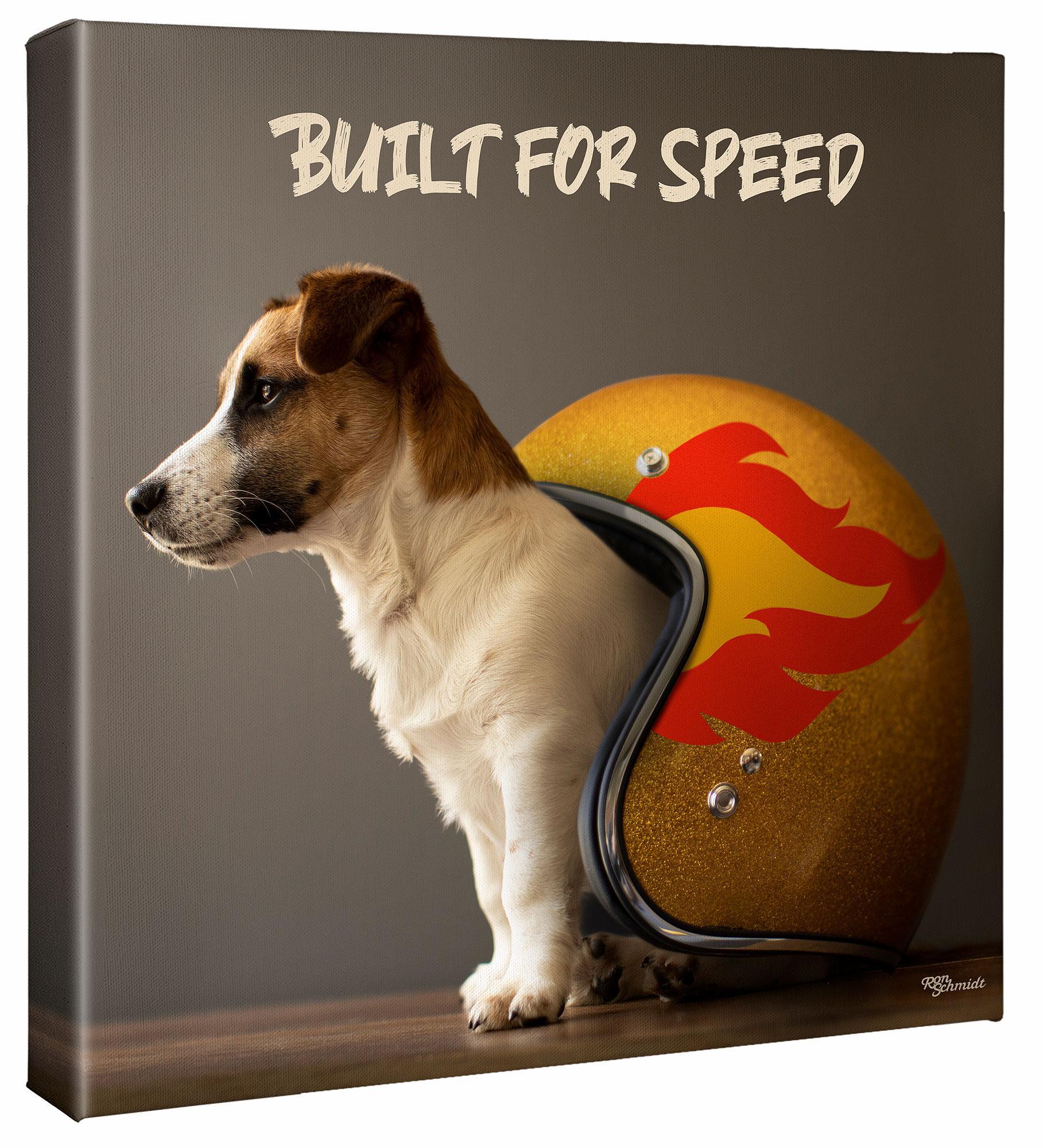 Helmet—Jack Russell Terrier Gallery Wrapped Canvas - Wild Wings