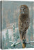 His Land—Great Gray Owl Gallery Wrapped Canvas - Wild Wings