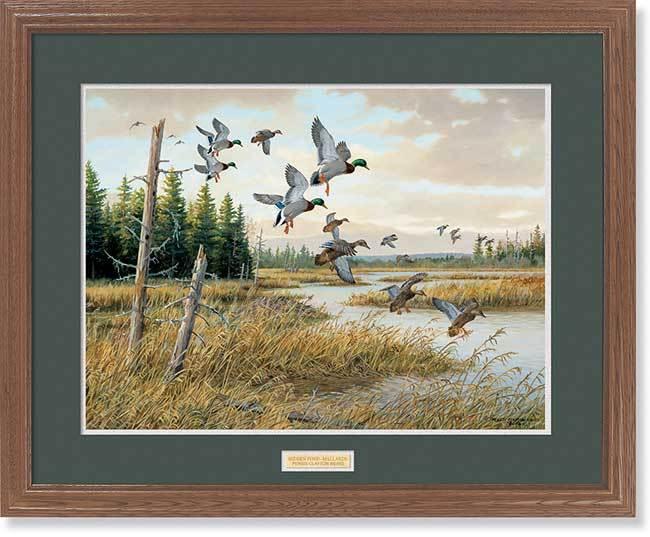Hidden Pond—Mallards GNA Premium Framed Print - Wild Wings