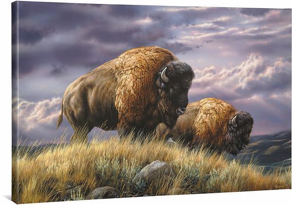 Nomads of the Plains—Bison Gallery Wrapped Canvas - Wild Wings
