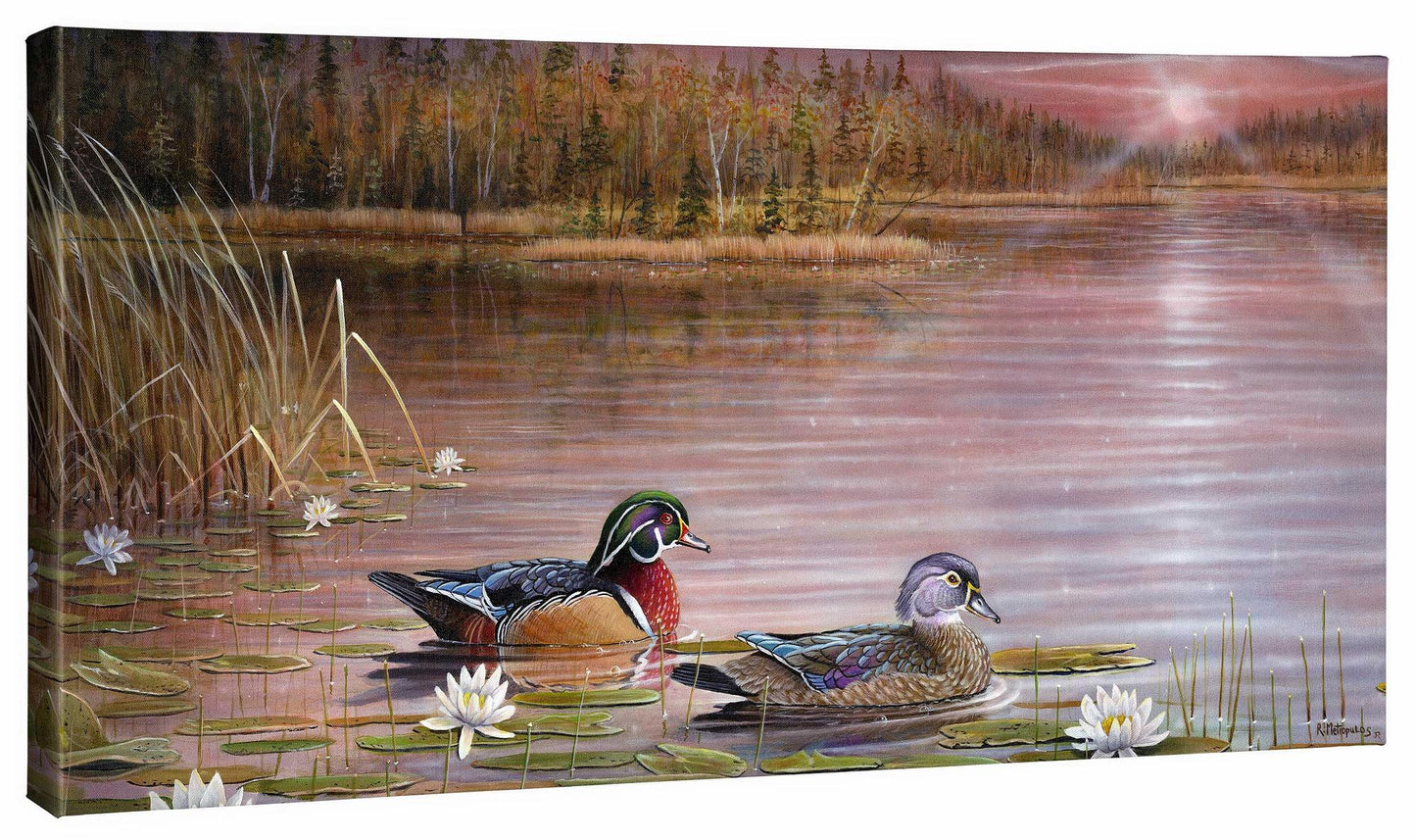 Northwoods Splendor—Wood Ducks Gallery Wrapped Canvas - Wild Wings