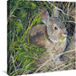 Peter Cottontail Gallery Wrapped Canvas - Wild Wings