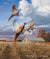 Autumn Brilliance—Pheasants Art Collection - Wild Wings