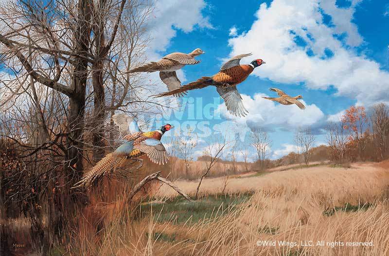 Tomahawk Trail—Pheasants Art Collection - Wild Wings