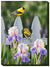 Picket Fence—Goldfinches Wrapped Canvas - Wild Wings