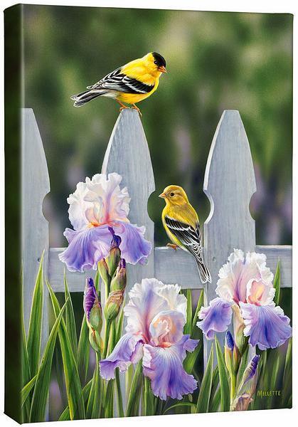 Picket Fence—Goldfinches Gallery Wrapped Canvas - Wild Wings