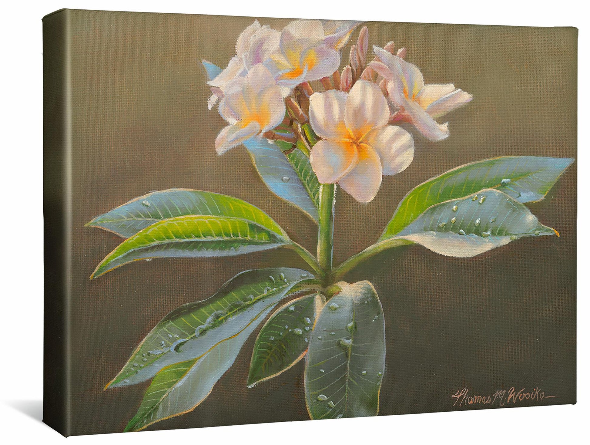 Plumeria Gallery Wrapped Canvas - Wild Wings
