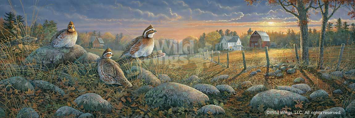Evening Sunset—Quail Art Collection - Wild Wings