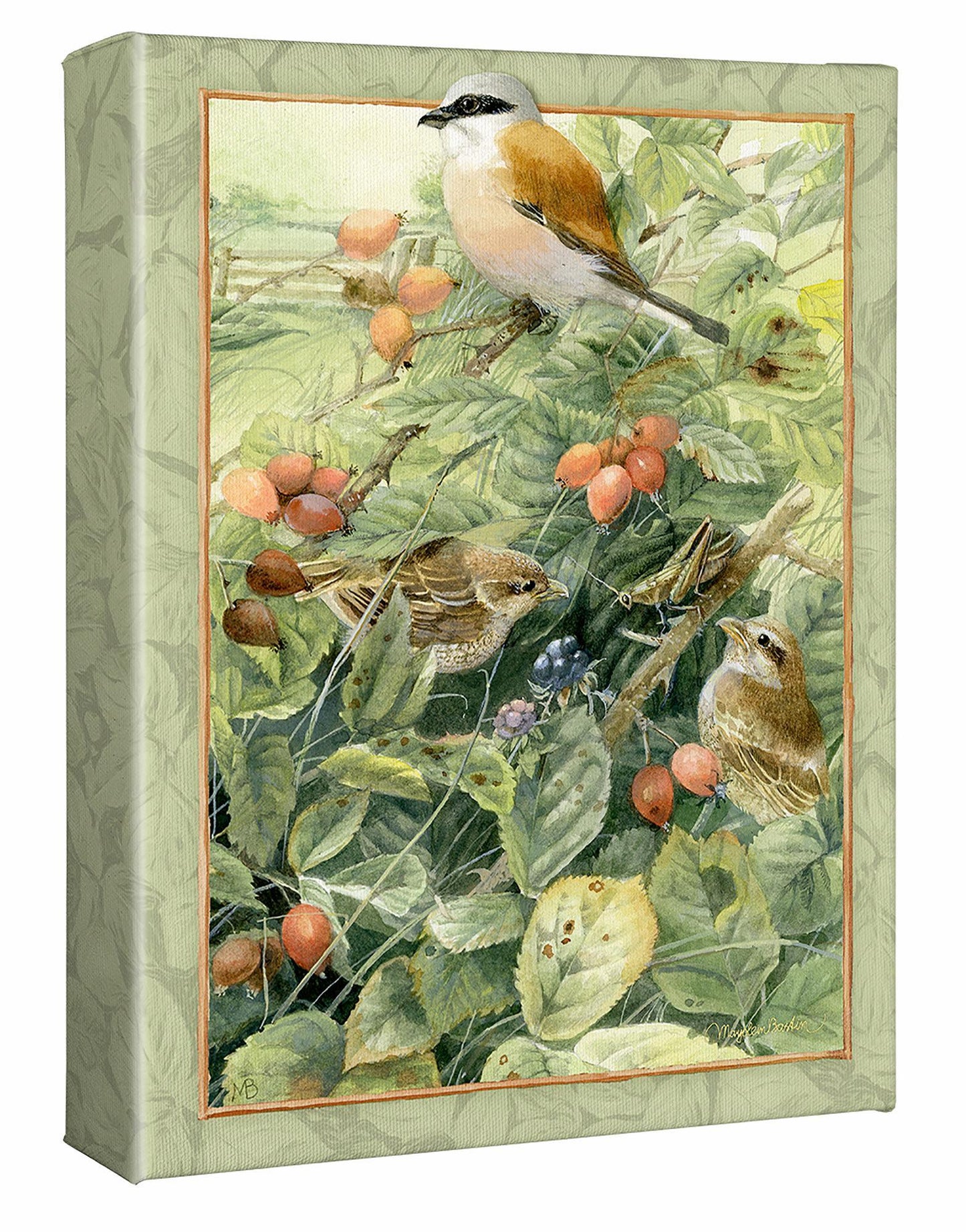 Red-backed Shrike Anniversary Gallery Wrapped Canvas - Wild Wings